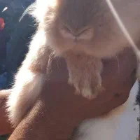 خرگوش‌لپ‌سالم‌بازی‌گوش