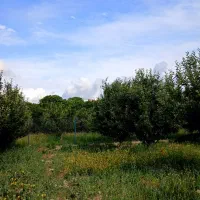 زمین باغ ۲۰۰۰ متری  فنس کشی شده اول روستای گرنگاه