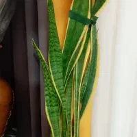 گل سانسور یا دوعددفروشی|گل و گیاه طبیعی|الشتر, |دیوار