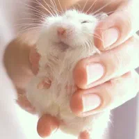 همستر خانگی خرگووش لوپومینیاتوری عروس هلندی مولد|موش و خرگوش|اصفهان, باب الدشت|دیوار