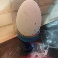 تخم غاز و اردک و مرغ