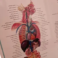 کالبد شناسی آناتومی بدن انسان علوم ورزشی پزشکی|کتاب و مجله آموزشی|مشهد, جانباز|دیوار