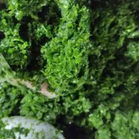 فروش انواع سبزی و خمیر فلافل