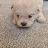 مربی سگ نیازمندیم