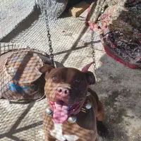 پیتبول نر ۱۰ماهه