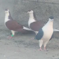 کبوتررنگی|پرنده|خان ببین, |دیوار