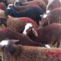 بره نرینه پای پروار|حیوانات مزرعه|مشهد, ابوذر|دیوار