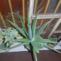 گل دیفن و الوئورا و گل طبیعی