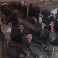 بوقلمون