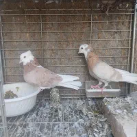 نروماده شازده|پرنده|اردکان, |دیوار