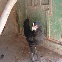 مرغ|حیوانات مزرعه|قرچک, شهرک الحدید|دیوار