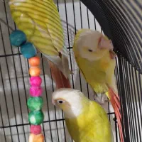طوطی گرینچیک سانچیک ۶ ماهه