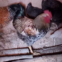 خروس فروشی