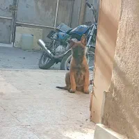 نروماده مالینویز شجره