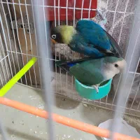 یک جفت کوتوله به شرط تخم جوجه|پرنده|تربت جام, کشتارگاه|دیوار