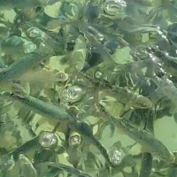 بچه ماهی قزل الا ایرانی