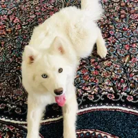 سگ هاسکی و شیتزو