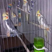 عروی هلندی خوش صدا و پر انرژی