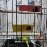 مرغ عشق  نرو ماده