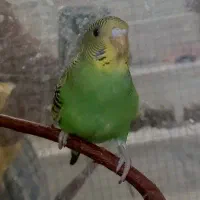 مرغ عشق ۲۰۰