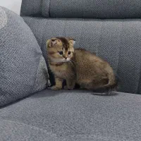 اسکاتیش گلد