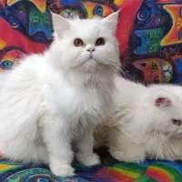 گربه پرشین کلاسیک|گربه|زاهدان, |دیوار