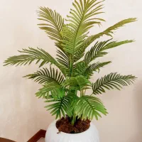 درختچه مصنوعی اریکا یا شامادورا خارجی