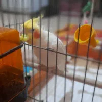 عروس هلندی|پرنده|قم, انسجام|دیوار