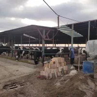 استخدام تکنسین برای گاوداری شیری