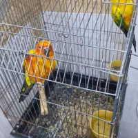 خورشیدی مولد