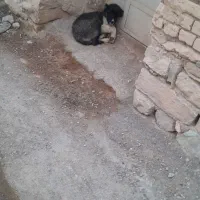 باسلام توله ۴ ماه نر آدمی زیاد نیسن