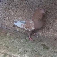 کله الماسی سینه زرد نر و ماده|پرنده|مشهد, رضاییه|دیوار