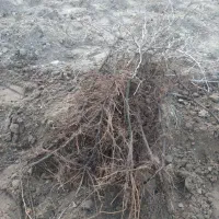 نهال انگور کشمش بیدانه