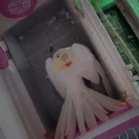 یک عدد عروس هلندی لوتینو ماده|پرنده|قزوین, |دیوار