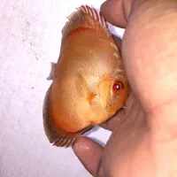 فروش ویژه ماهی دیسکس