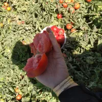گوجه توسرخ درجه یک دسچین ترش گوشتی رب اعلا|خوردنی و آشامیدنی|مشهد, طبرسی شمالی|دیوار