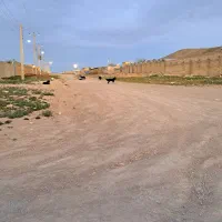 کرایه-یک-واحد-دامداری-گوسفندی-بروجن
