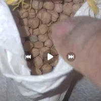 نخود|خوردنی و آشامیدنی|رزن, |دیوار
