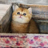 مجموعه گربه های بغلی شیراز