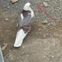 کفتر