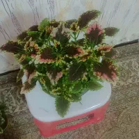 عروسک|اسباببازی|اردبیل, |دیوار