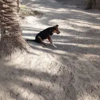 سگ گله فروشی