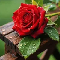 فروش قبر در بهشت معصومه