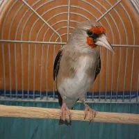 سهره کرمانی نر گوشواره سفید