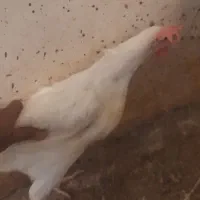 مرغ تخمی ۴۰۰۰ تا تا ۴۵۰۰ دانه