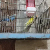 فروش یک جفت مرغ عشق.