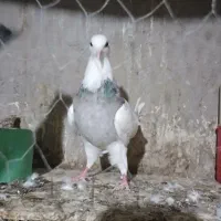 کبوتر