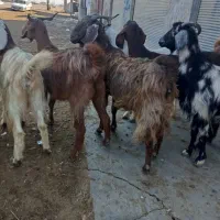 10راس بزجوان|حیوانات مزرعه|گنبد کاووس, |دیوار