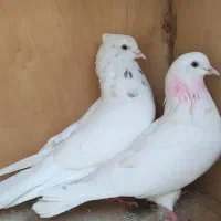 کبوتر روزگاری