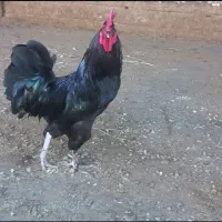 دو عدد خروس  هیکلی شرط  جوجه گیری و گله مرغ